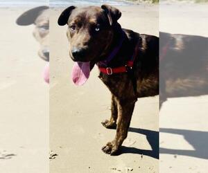 Medium Photo #2 Catahoula Leopard Dog-Mastiff Mix Puppy For Sale in Santa Barbara, CA, USA