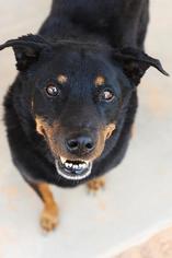 Rottweiler Dogs for adoption in Kanab, UT, USA