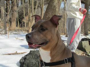 American Pit Bull Terrier Dogs for adoption in Philadelphia, PA, USA