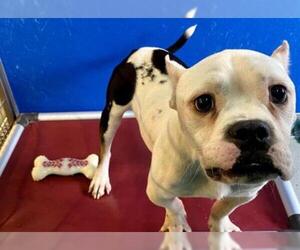 Staffordshire Bull Terrier Dogs for adoption in Norfolk, VA, USA