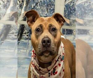 Mutt Dogs for adoption in Sanford, FL, USA