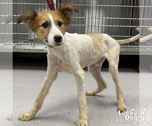 Jack Russell Terrier-Unknown Mix Dogs for adoption in Washington, DC, USA