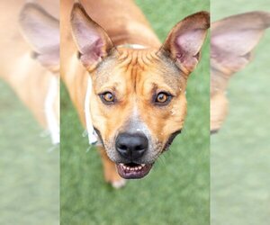 American Pit Bull Terrier-Unknown Mix Dogs for adoption in Amarillo, TX, USA