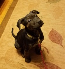 Labrador Retriever-Unknown Mix Dogs for adoption in Buffalo, NY, USA