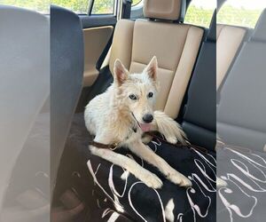 Mutt Dogs for adoption in Shelburne, VT, USA