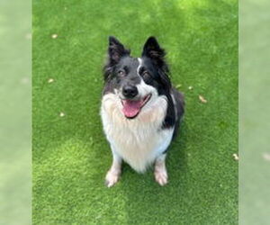 Border Collie Dogs for adoption in Salinas, CA, USA