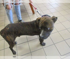 American Pit Bull Terrier Dogs for adoption in Ocala, FL, USA