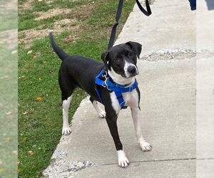 Labrador Retriever-Treeing Walker Coonhound Mix Dogs for adoption in Boston, MA, USA