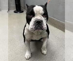 American Bulldog-Unknown Mix Dogs for adoption in Las Vegas, NV, USA