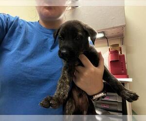 Dutch Shepherd -Unknown Mix Dogs for adoption in Tulsa, OK, USA