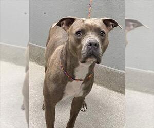 American Pit Bull Terrier-Unknown Mix Dogs for adoption in Las Vegas, NV, USA