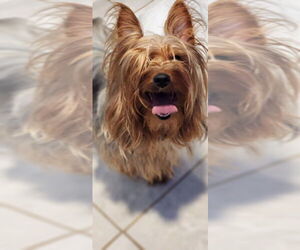 Mutt Dogs for adoption in Walnutport, PA, USA