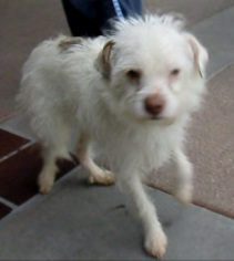 Medium Photo #1 Mutt Puppy For Sale in Porter Ranch, CA, USA