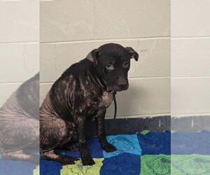 American Pit Bull Terrier-Unknown Mix Dogs for adoption in Glen Allen, VA, USA
