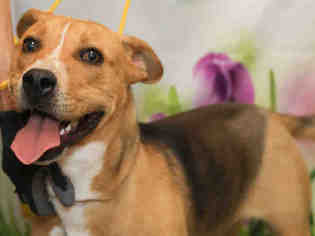 American Pit Bull Terrier-Treeing Walker Coonhound Mix Dogs for adoption in Waynesville, NC, USA