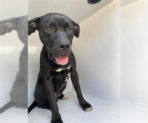 American Pit Bull Terrier-Labrador Retriever Mix Dogs for adoption in Houston, TX, USA