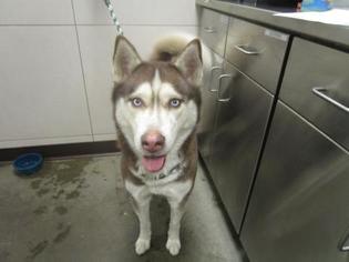 Siberian Husky Dogs for adoption in Colfax, IL, USA