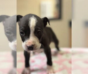 Medium Photo #1 Labrador Retriever-Unknown Mix Puppy For Sale in Modesto, CA, USA