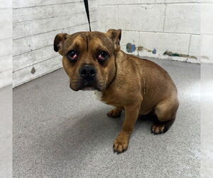 American Pit Bull Terrier Dogs for adoption in San Bernardino, CA, USA