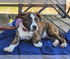 Boxer-Unknown Mix Dogs for adoption in Cottage Grove, MN, USA