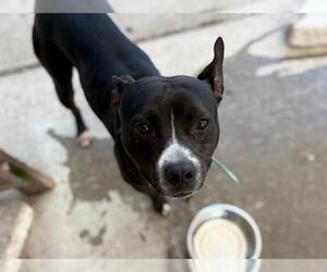 American Pit Bull Terrier-Unknown Mix Dogs for adoption in Tulsa, OK, USA