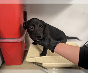 Labrador Retriever-Unknown Mix Dogs for adoption in Corona, CA, USA