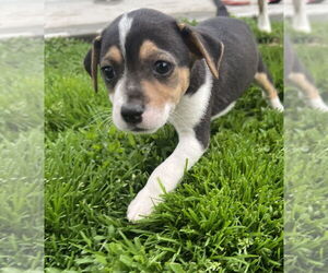 Boston Terrier-Unknown Mix Dogs for adoption in Aurora, IN, USA