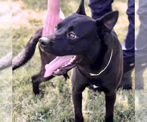 Labrador Retriever-Unknown Mix Dogs for adoption in Santa Rosa, CA, USA