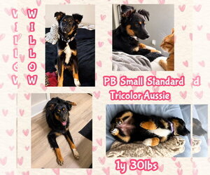 Australian Shepherd Dogs for adoption in Dallas, TX, USA