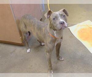 Mutt Dogs for adoption in Sacramento, CA, USA