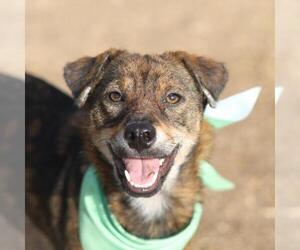 Mutt Dogs for adoption in San Antonio, TX, USA