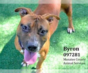 Black Mouth Cur Dogs for adoption in Palmetto, FL, USA