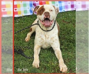 American Pit Bull Terrier-Great Dane Mix Dogs for adoption in Marble, NC, USA