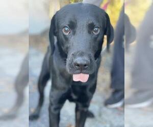 Labrador Retriever Dogs for adoption in Valrico, FL, USA