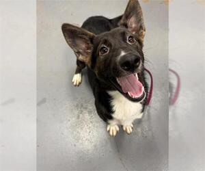 German Shepherd Dog-Unknown Mix Dogs for adoption in Peoria, IL, USA