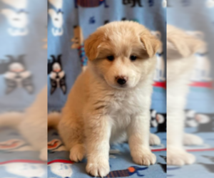 Medium Photo #1 Great Pyrenees Puppy For Sale in Maple Grove, MN, USA
