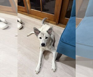 Huskimo Dogs for adoption in Banning, CA, USA