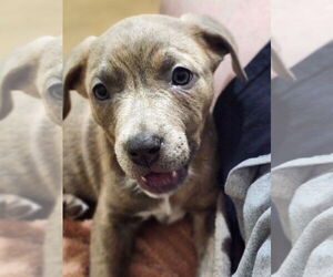 Labrador Retriever-Unknown Mix Dogs for adoption in MIDWAY, UT, USA