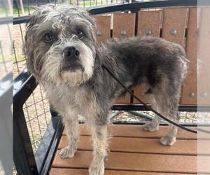 Cairn Terrier-Unknown Mix Dogs for adoption in Orange, CA, USA