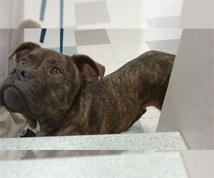 American Pit Bull Terrier-Unknown Mix Dogs for adoption in Oklahoma City, OK, USA