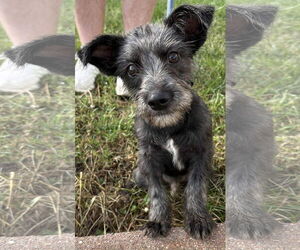 Cairn Terrier-Unknown Mix Dogs for adoption in Coralville, IA, USA