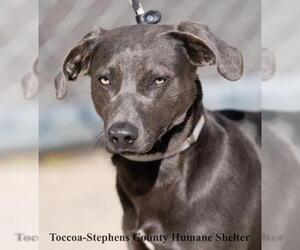 Unknown-Weimaraner Mix Dogs for adoption in Toccoa, GA, USA
