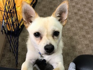 Chihuahua-Unknown Mix Dogs for adoption in Englewood, CO, USA