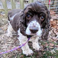 Cocker Spaniel Dogs for adoption in Boonville, MO, USA