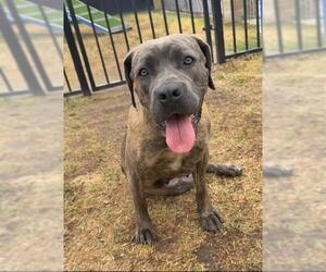 Mutt Dogs for adoption in Riverside, CA, USA
