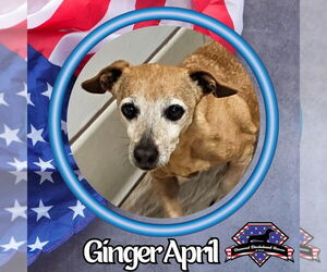 Dachshund-Unknown Mix Dogs for adoption in San Antonio, TX, USA