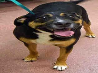 Labrottie Dogs for adoption in Ogden, UT, USA