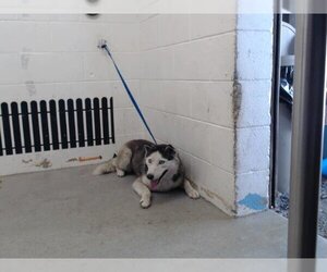 Siberian Husky Dogs for adoption in San Bernardino, CA, USA