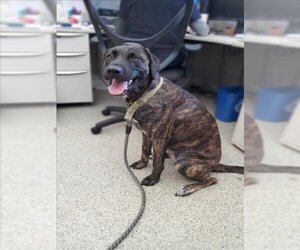 Plott Hound Dogs for adoption in Fremont, CA, USA