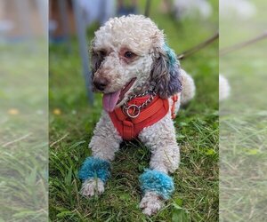 Poodle (Miniature) Dogs for adoption in Attica, NY, USA